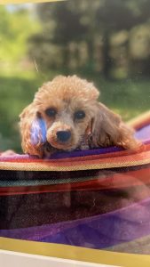 Pies wyglądający przez okno na ogród, w środku ciepłego pokoju hotelowego