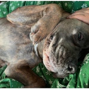 Pies śpiący na kocyku w rogu pokoju, w tle drewniane meble.