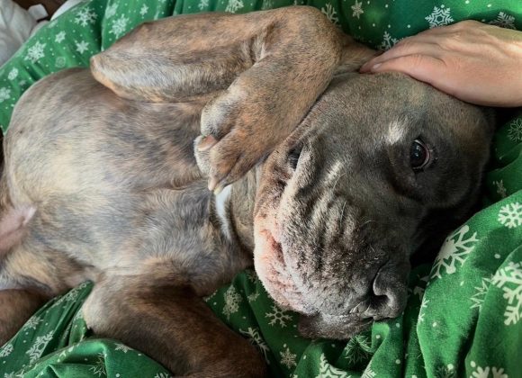 Pies śpiący na kocyku w rogu pokoju, w tle drewniane meble.