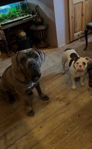 Dwa psy bawiące się na dywanie w salonie hoteliku dla zwierząt.