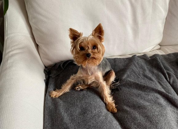 Mały pies zwinięty w kłębek na fotelu w stylu retro.