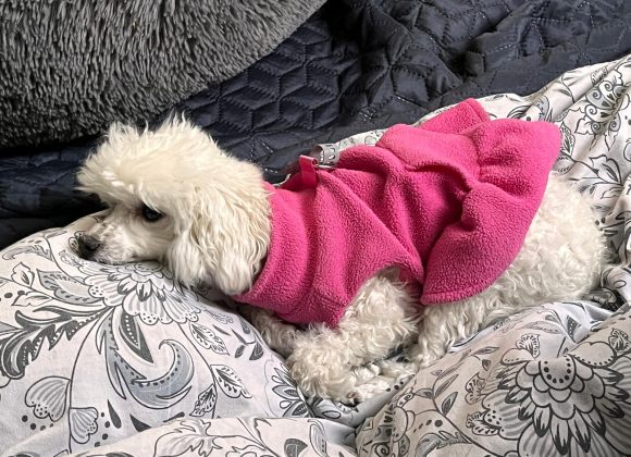 Starszy pies leżący spokojnie na podłodze obok miękkie koce.